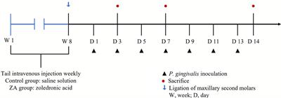 Zoledronic acid affects the process of Porphyromonas gingivalis infecting oral mucosal epithelial barrier: An in-vivo and in-vitro study